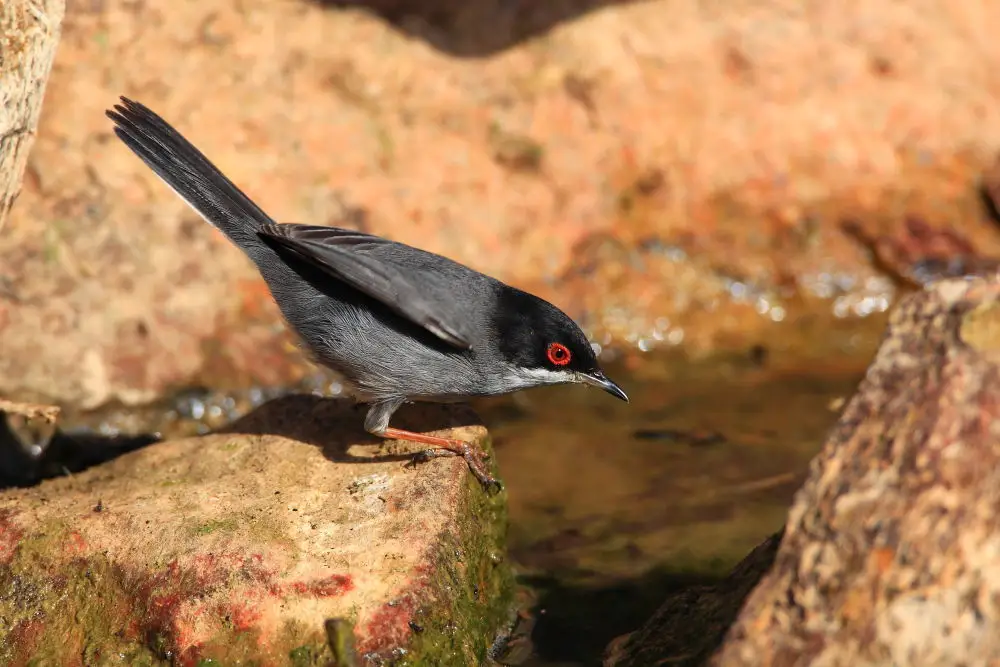 黑头林莺(Curruca melanocephala)