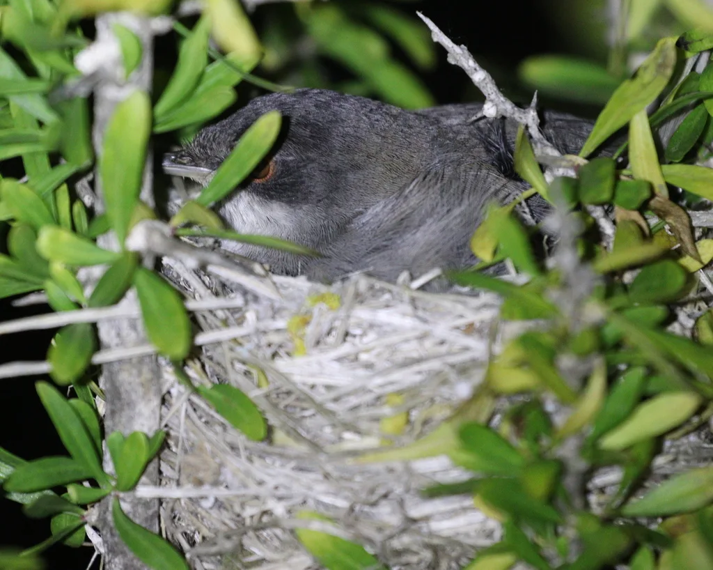 黑头林莺(Curruca melanocephala)