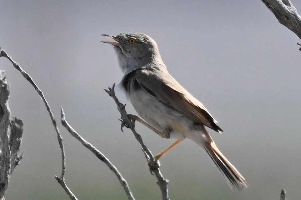 亚洲漠地林莺(Curruca nana)
