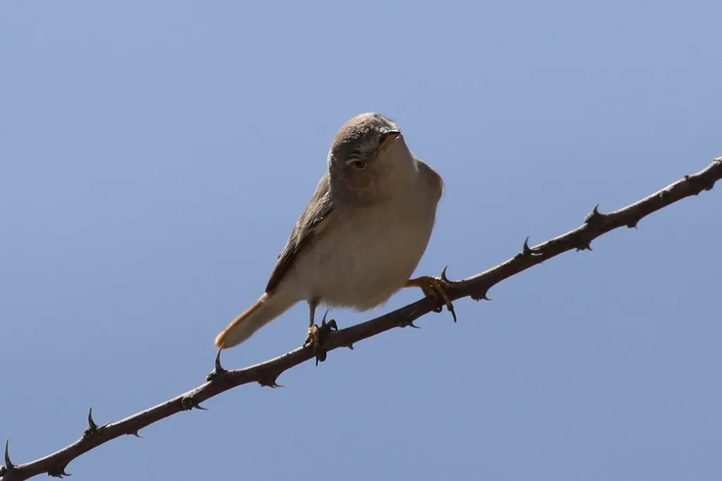 亚洲漠地林莺(Curruca nana)
