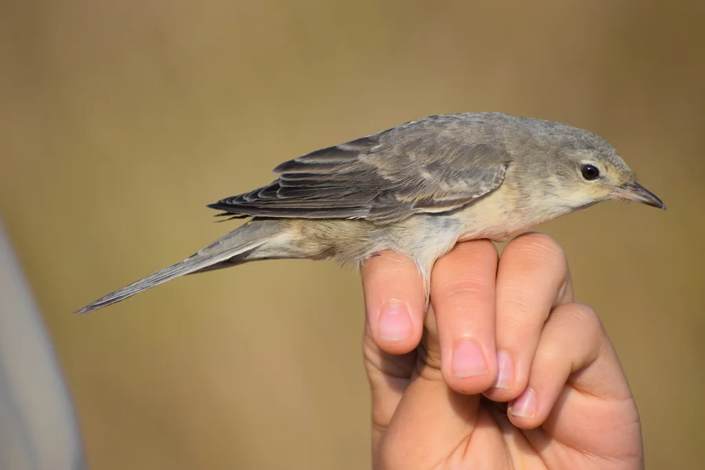 横斑林莺(Curruca nisoria)