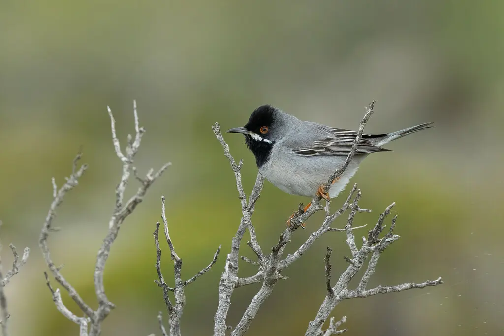 鲁氏林莺(Curruca ruppeli)