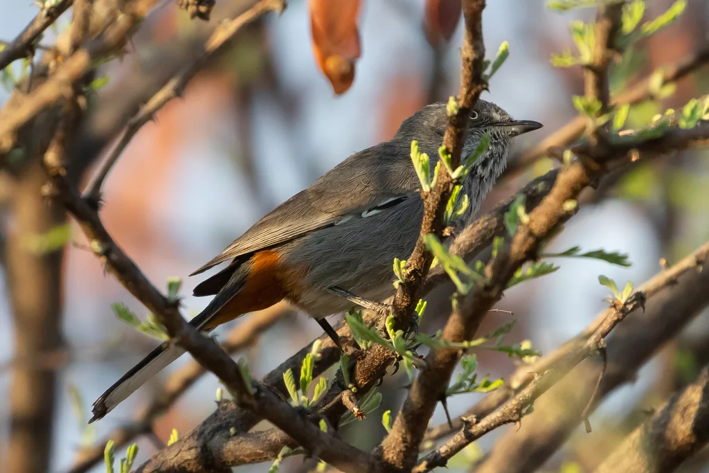 棕臀林莺(Curruca subcoerulea)