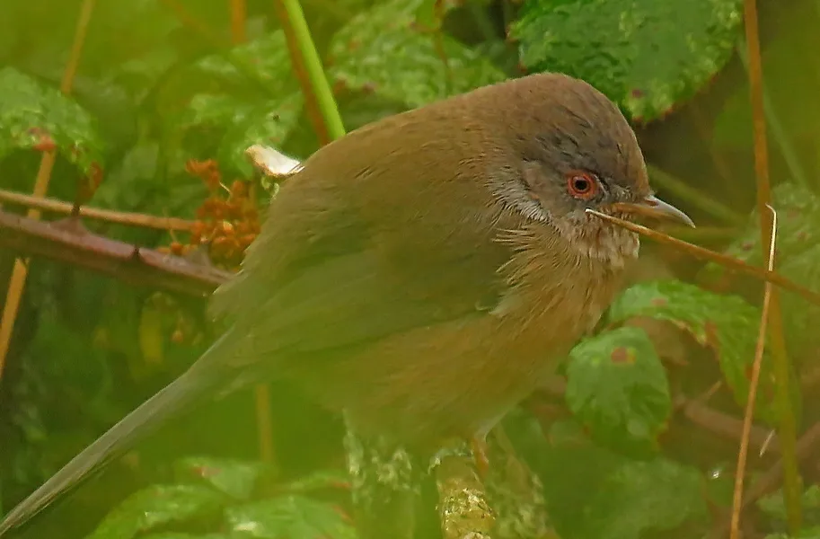 波纹林莺(Curruca undata)