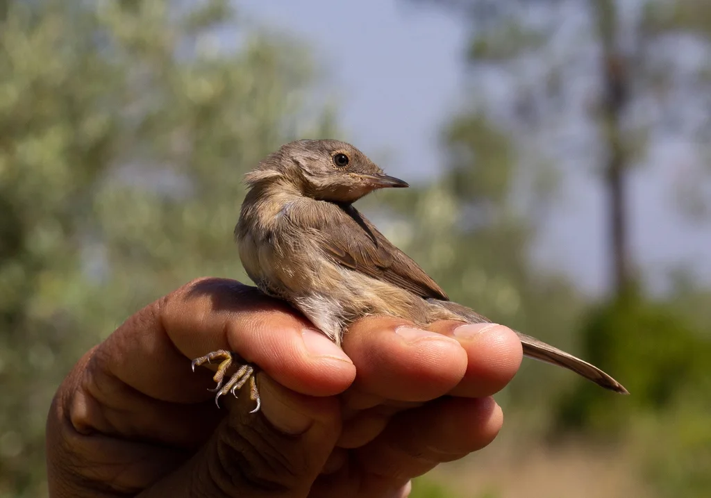 波纹林莺(Curruca undata)