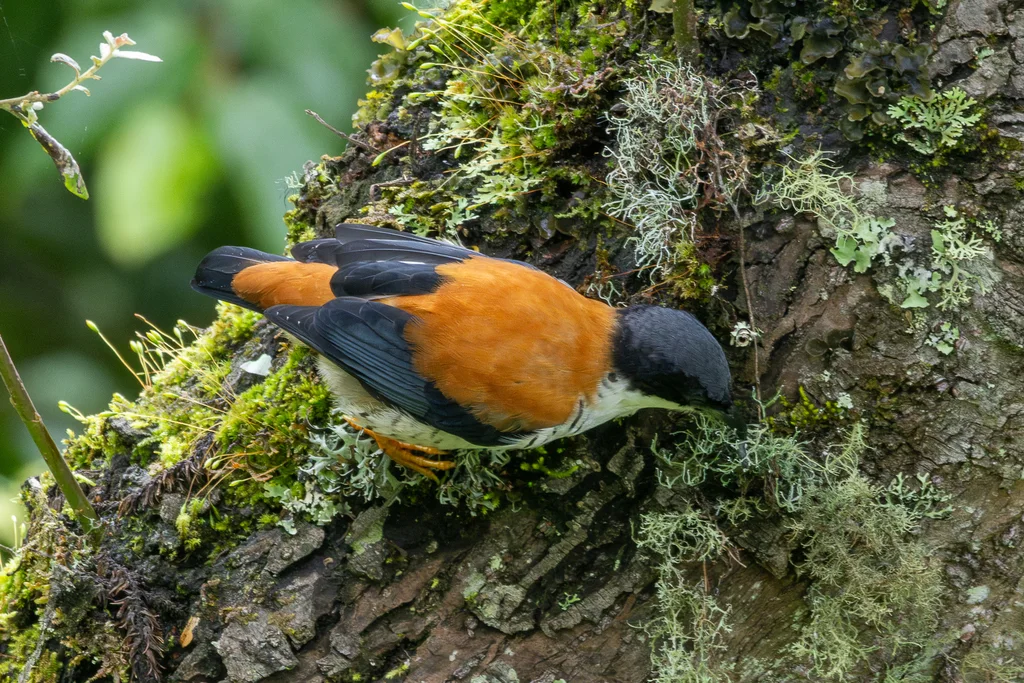 斑胁姬鹛(Cutia nipalensis)