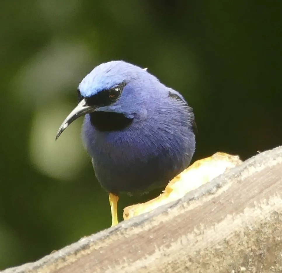 紫旋蜜雀(Cyanerpes caeruleus)