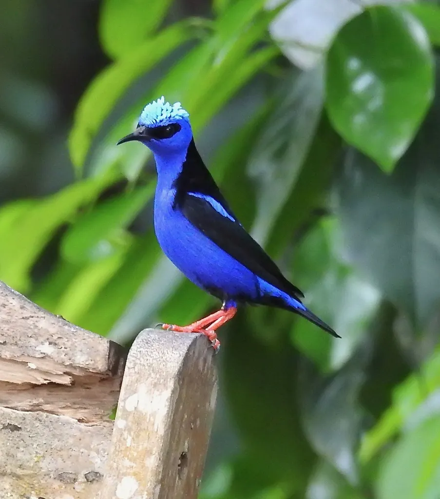 红脚旋蜜雀(Cyanerpes cyaneus)