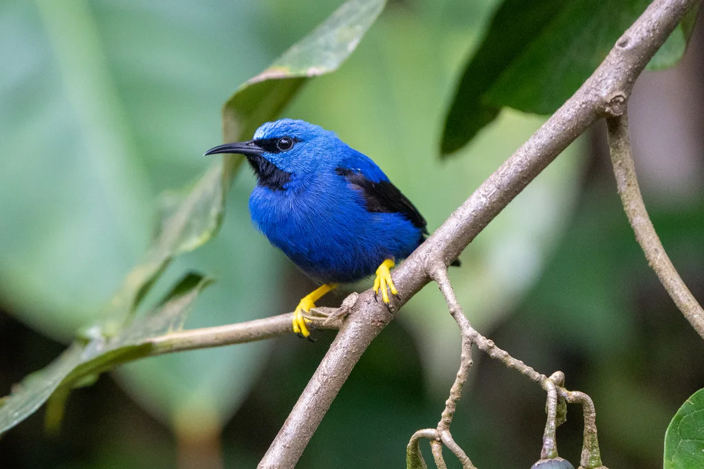 辉旋蜜雀(Cyanerpes lucidus)