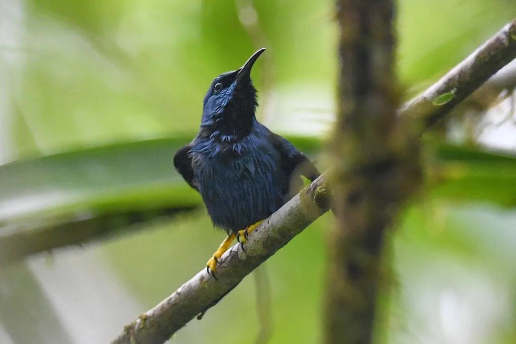 辉旋蜜雀(Cyanerpes lucidus)