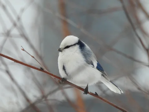 灰蓝山雀
