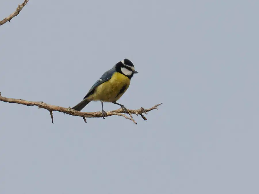 非洲青山雀(Cyanistes teneriffae)