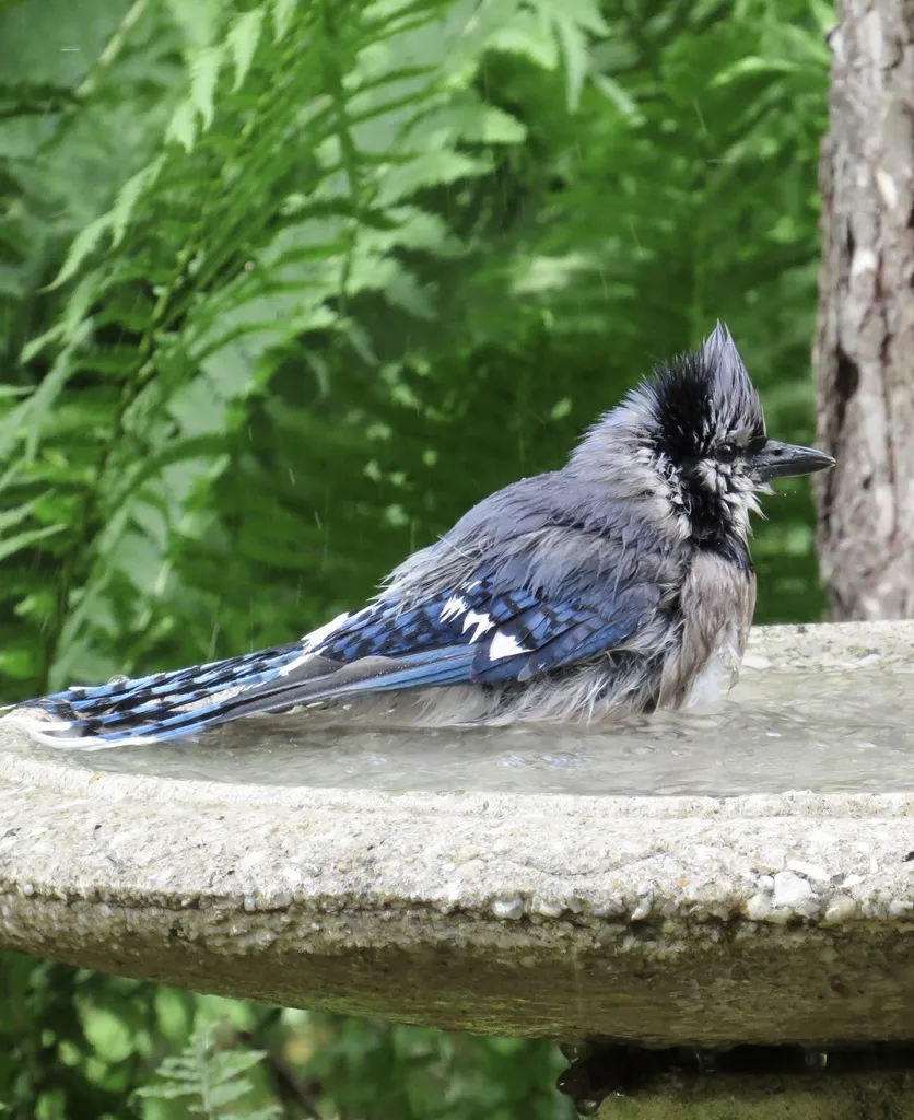 冠蓝鸦(Cyanocitta cristata)