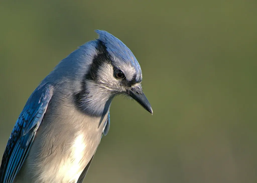 冠蓝鸦(Cyanocitta cristata)