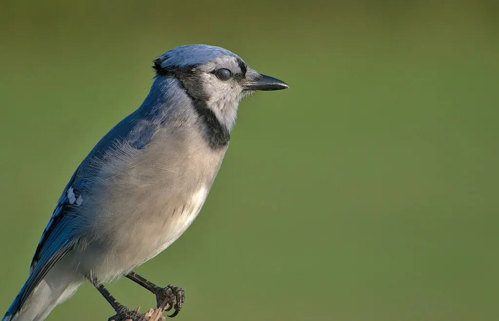 冠蓝鸦(Cyanocitta cristata)