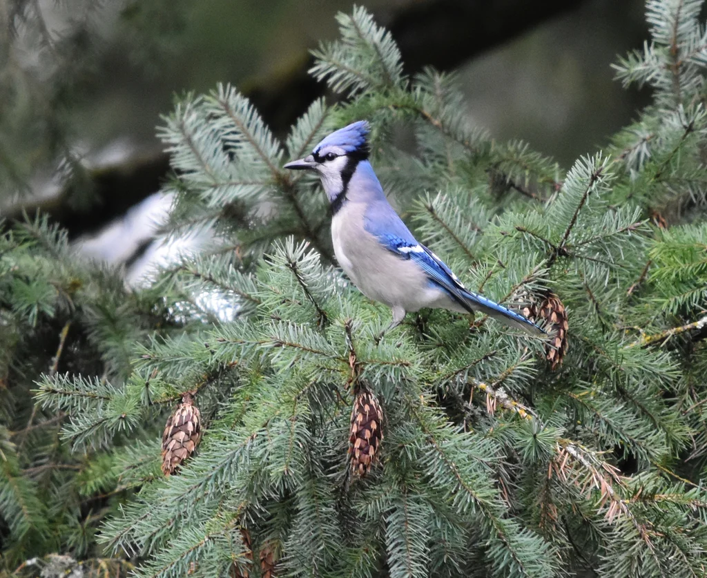 冠蓝鸦(Cyanocitta cristata)