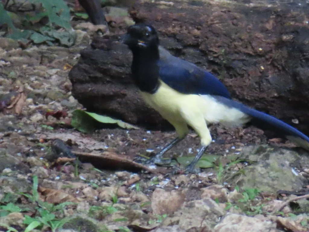 黑胸蓝鸦(Cyanocorax affinis)