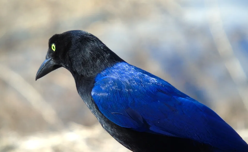 紫背冠鸦(Cyanocorax beecheii)