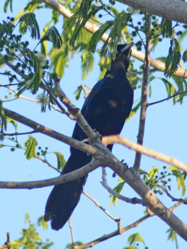 紫背冠鸦(Cyanocorax beecheii)