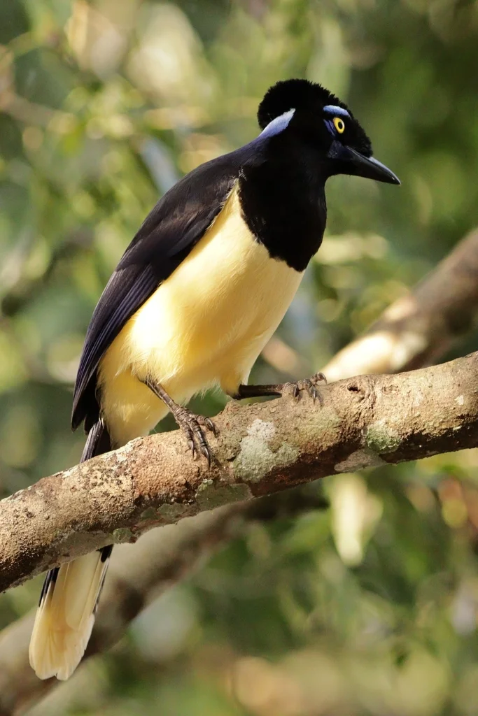 绒冠蓝鸦(Cyanocorax chrysops)
