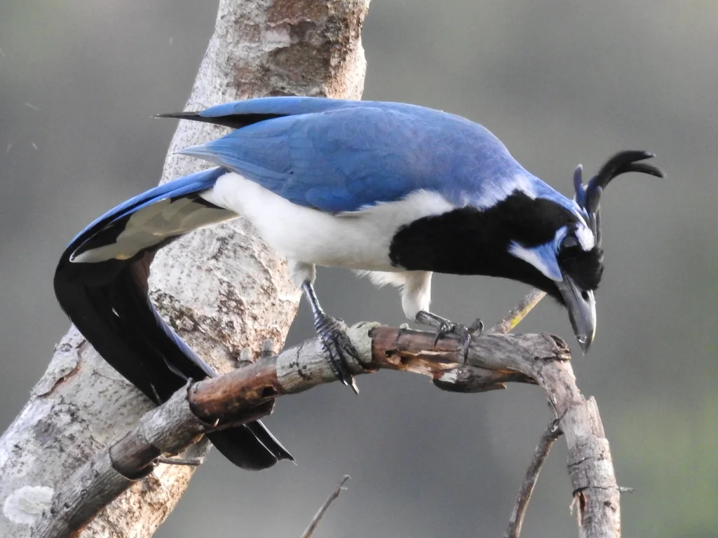 黑喉鹊鸦(Cyanocorax colliei)
