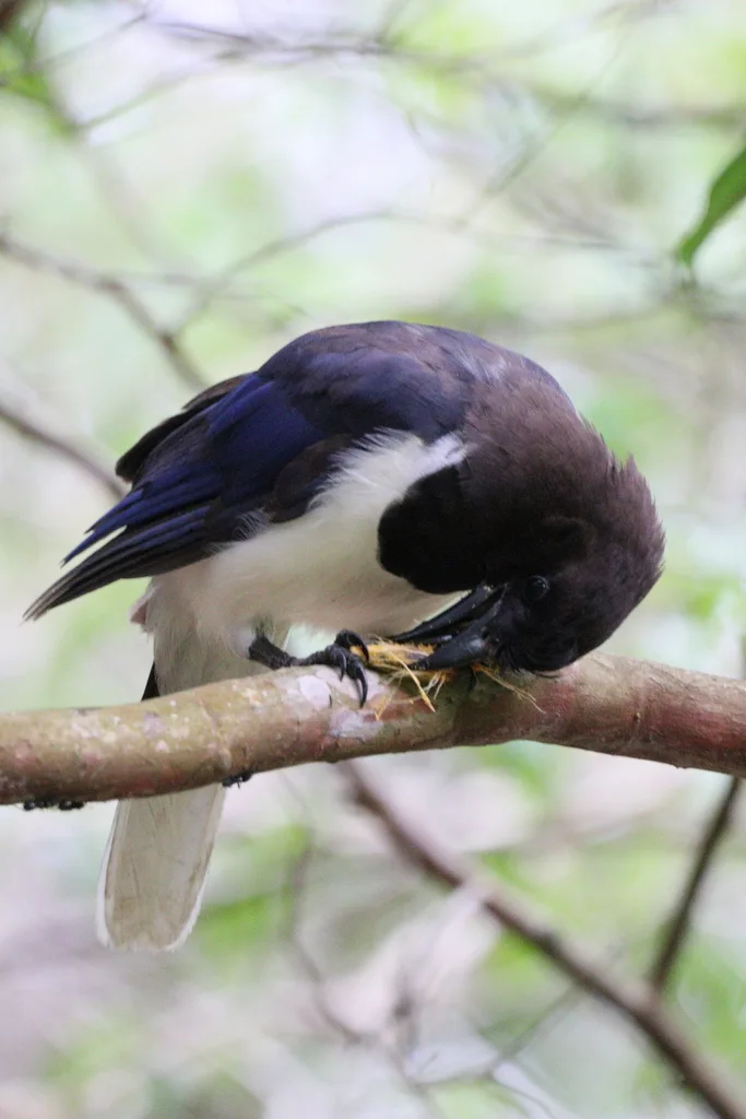 卷冠蓝鸦(Cyanocorax cristatellus)