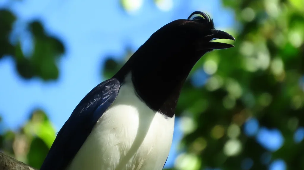 卷冠蓝鸦(Cyanocorax cristatellus)