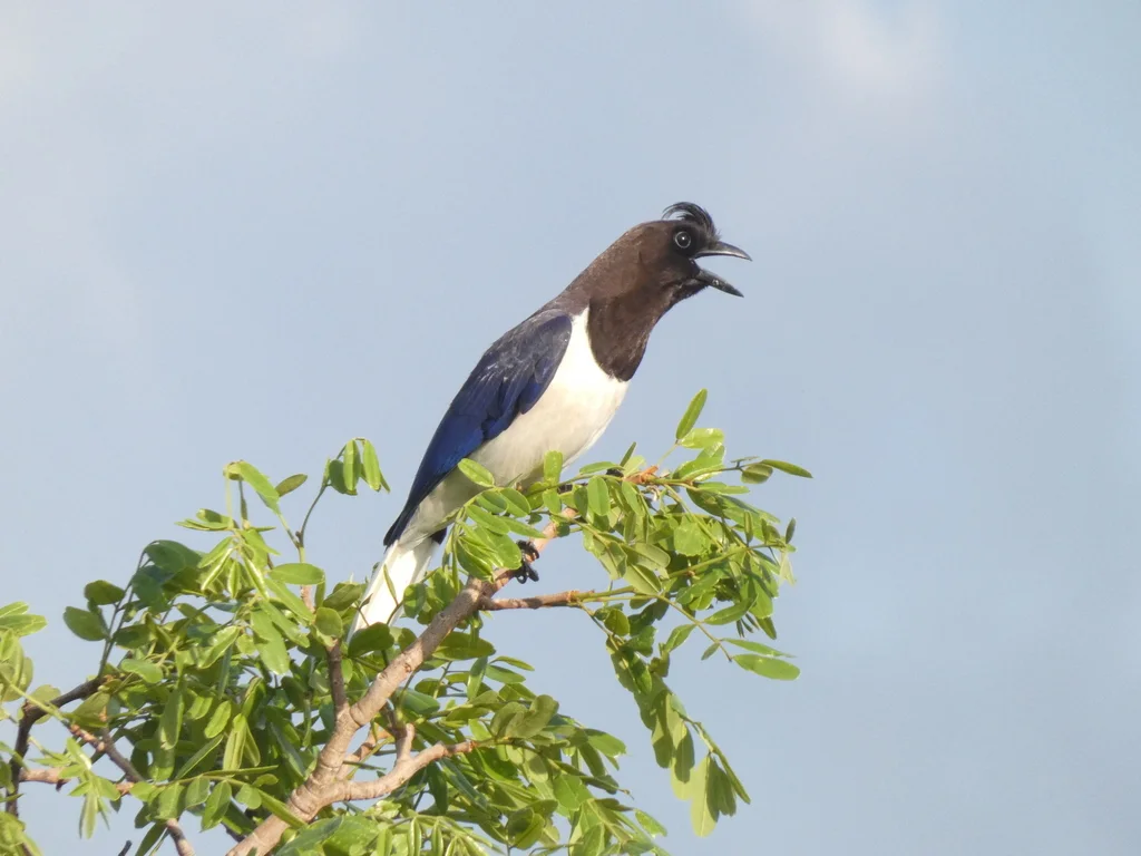 卷冠蓝鸦(Cyanocorax cristatellus)