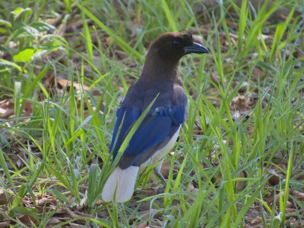 卷冠蓝鸦(Cyanocorax cristatellus)