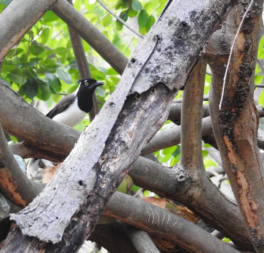 白枕蓝鸦（Cyanocorax cyanopogon）