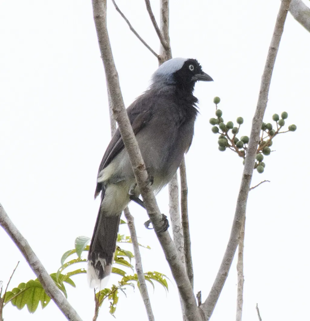 蓝枕蓝鸦(Cyanocorax heilprini)