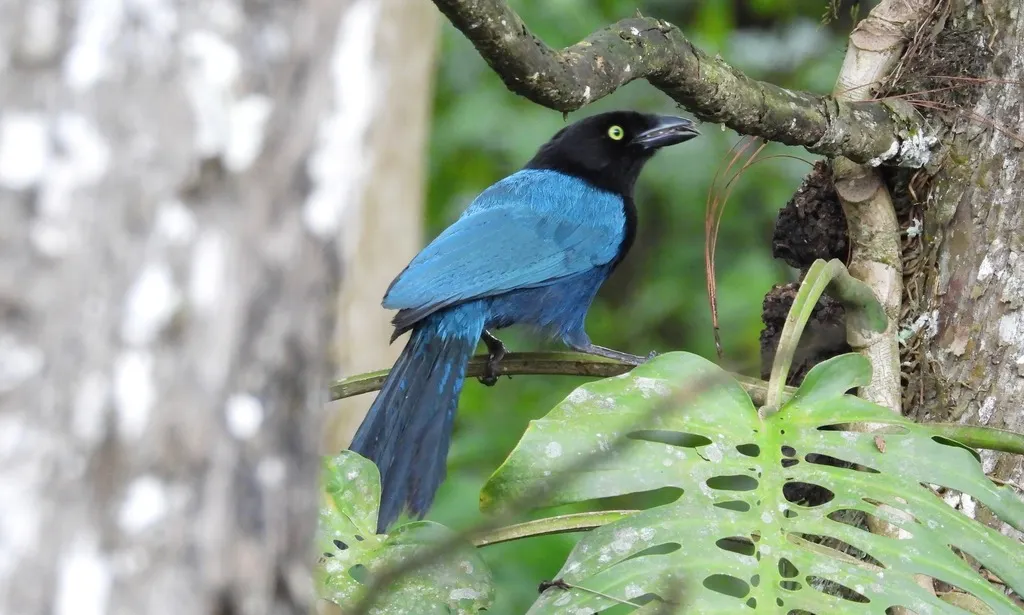 浓冠鸦（Cyanocorax melanocyaneus）