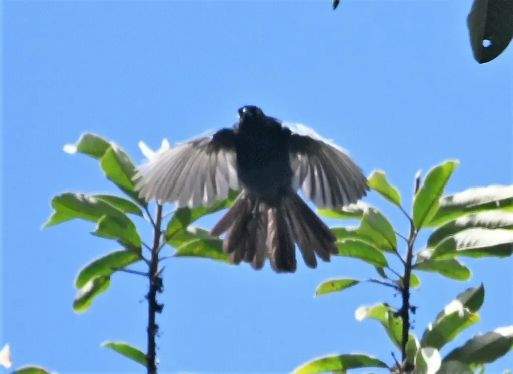 浓冠鸦（Cyanocorax melanocyaneus）