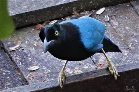 黑蓝冠鸦