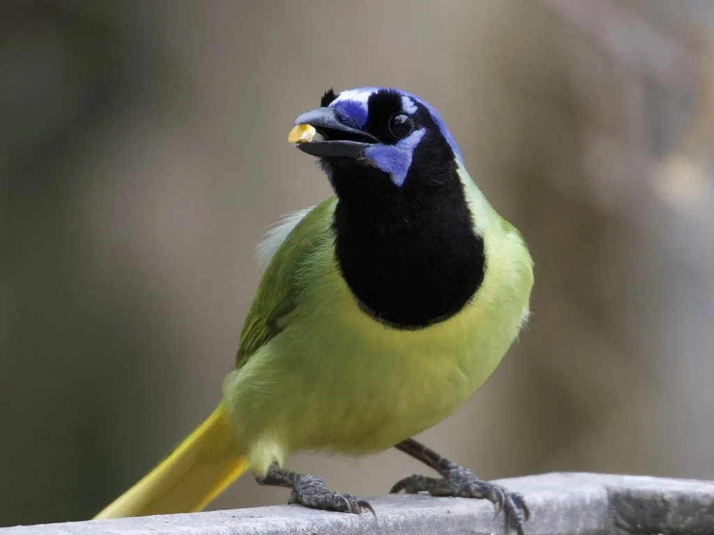 印加绿蓝鸦(Cyanocorax yncas)