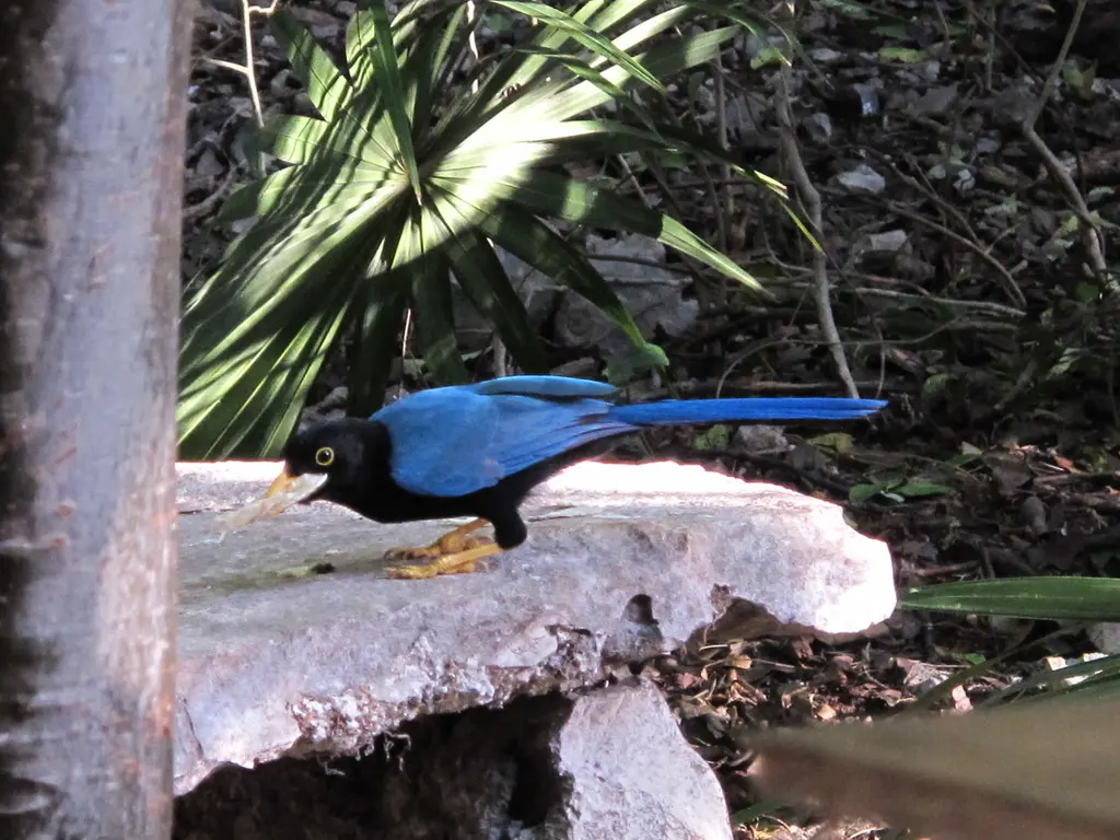 尤卡坦蓝鸦(Cyanocorax yucatanicus)