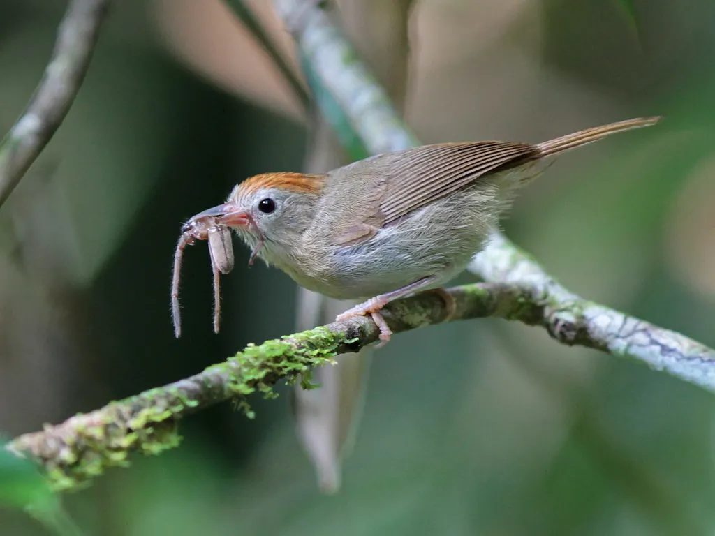 红额穗鹛(Cyanoderma rufifrons)
