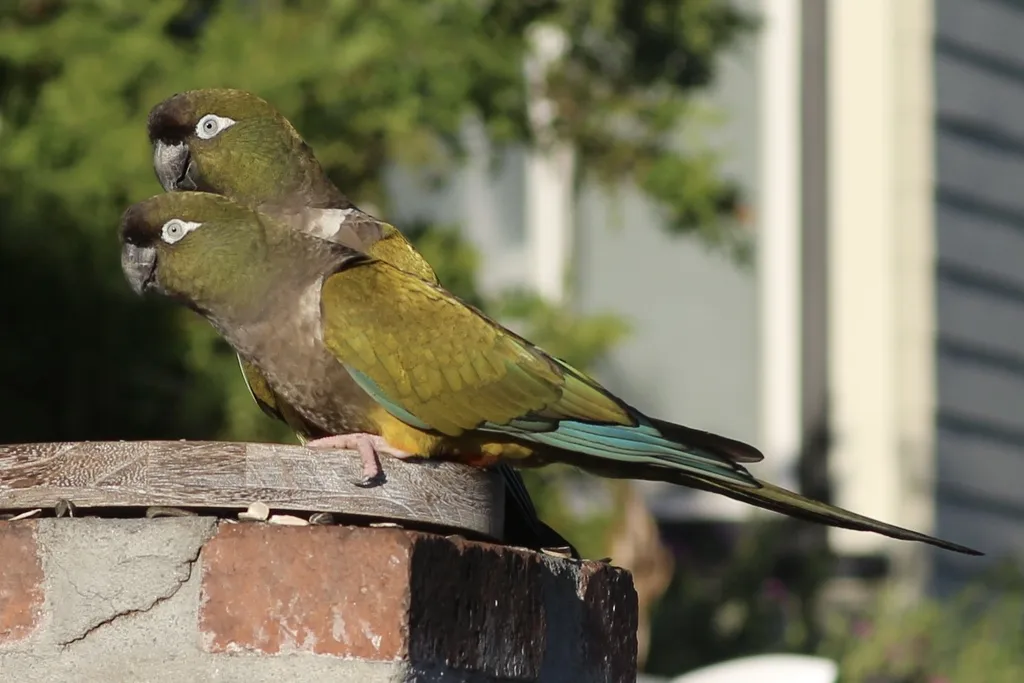 穴鹦哥(Cyanoliseus patagonus)