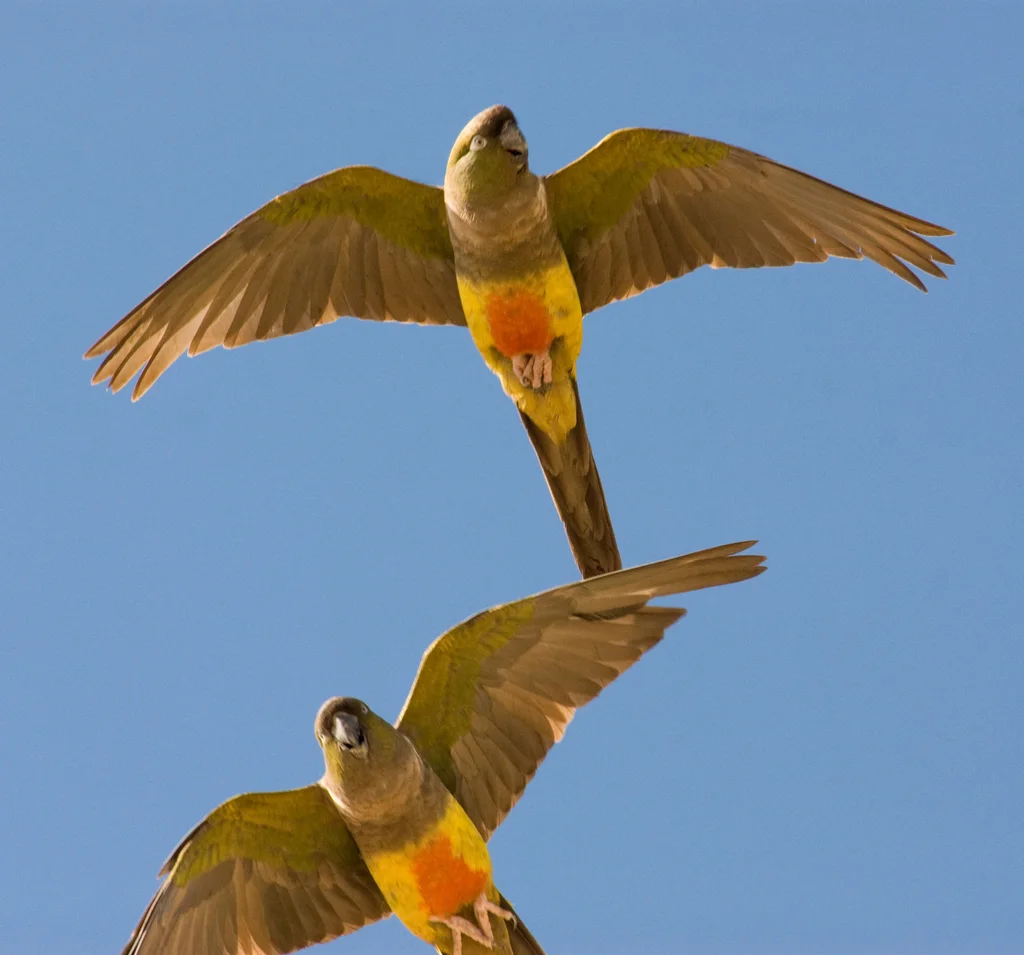穴鹦哥(Cyanoliseus patagonus)