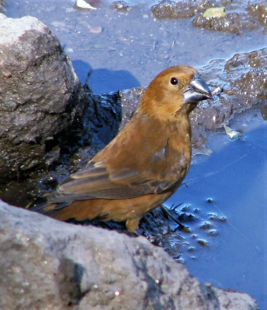 青彩鹀(Cyanoloxia brissonii)