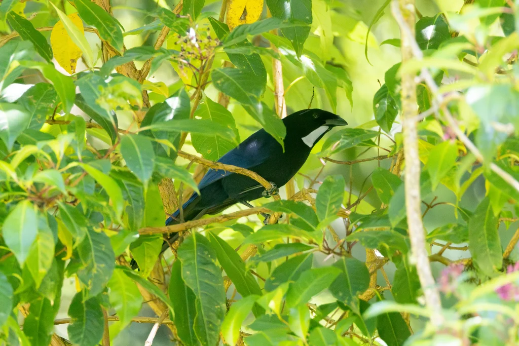 银喉蓝头鹊(Cyanolyca argentigula)