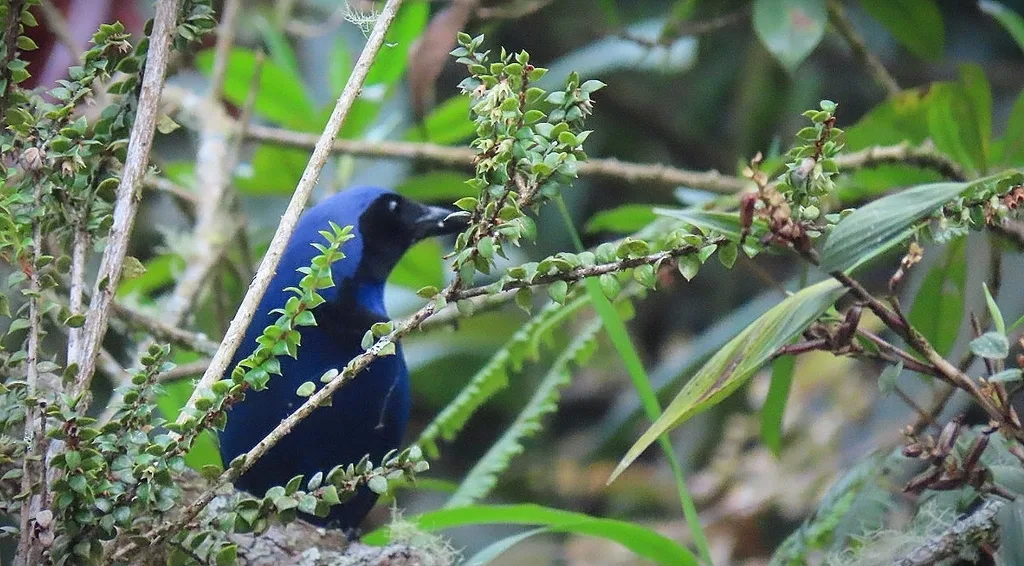 黑领蓝头鹊(Cyanolyca armillata)