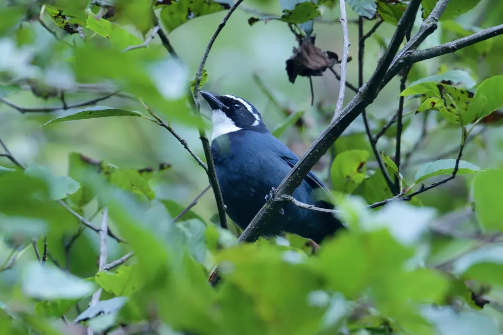 白喉蓝头鹊(Cyanolyca mirabilis)