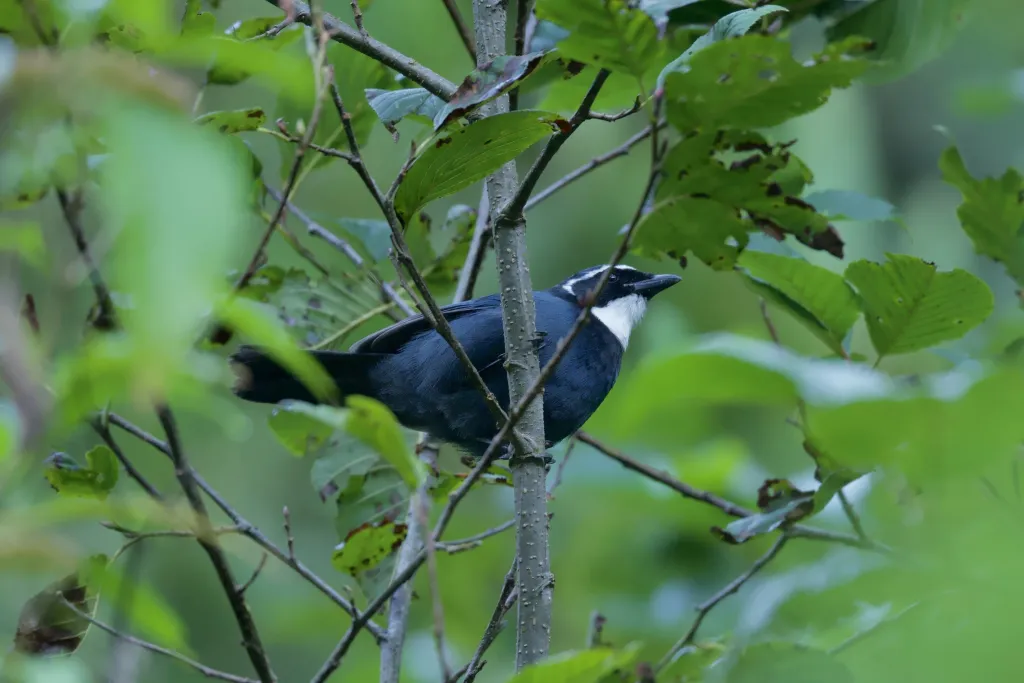 白喉蓝头鹊(Cyanolyca mirabilis)
