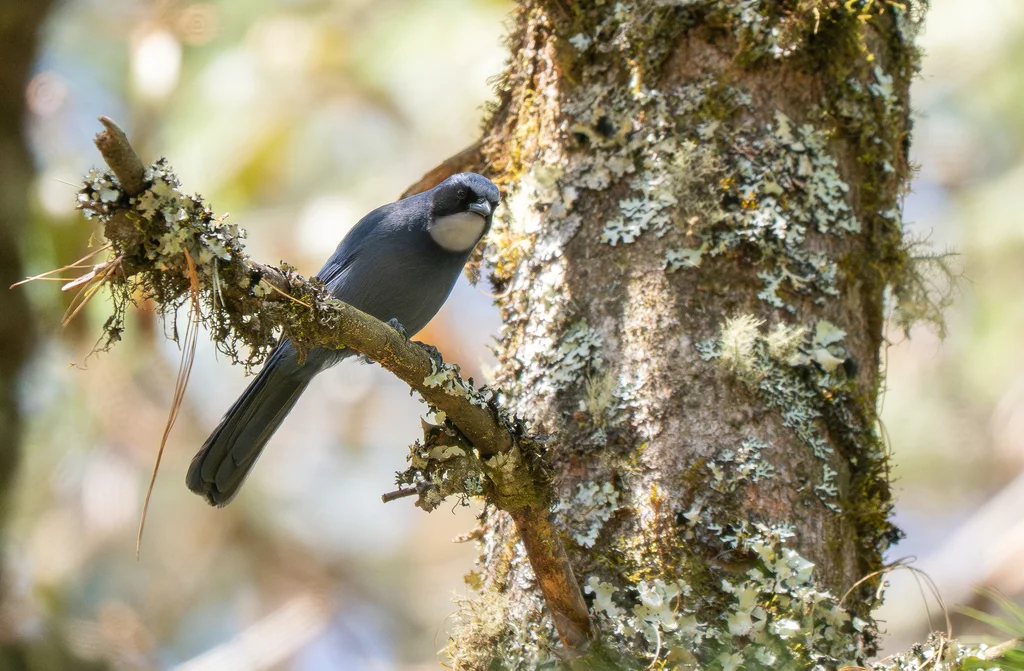 小蓝头鹊(Cyanolyca nanus)