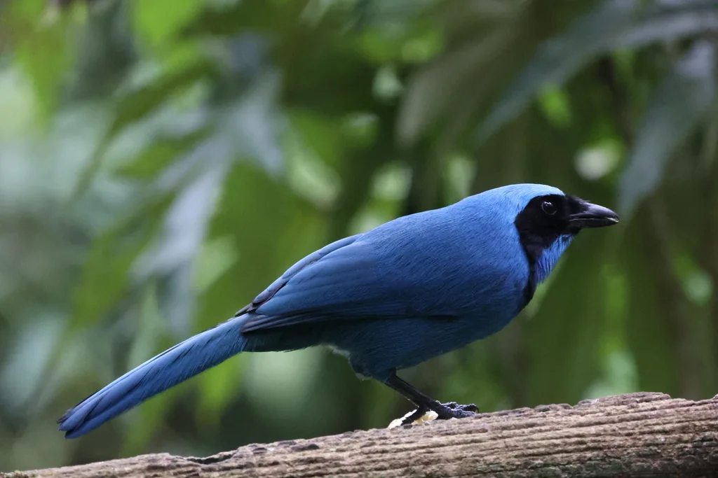 青绿蓝头鹊(Cyanolyca turcosa)