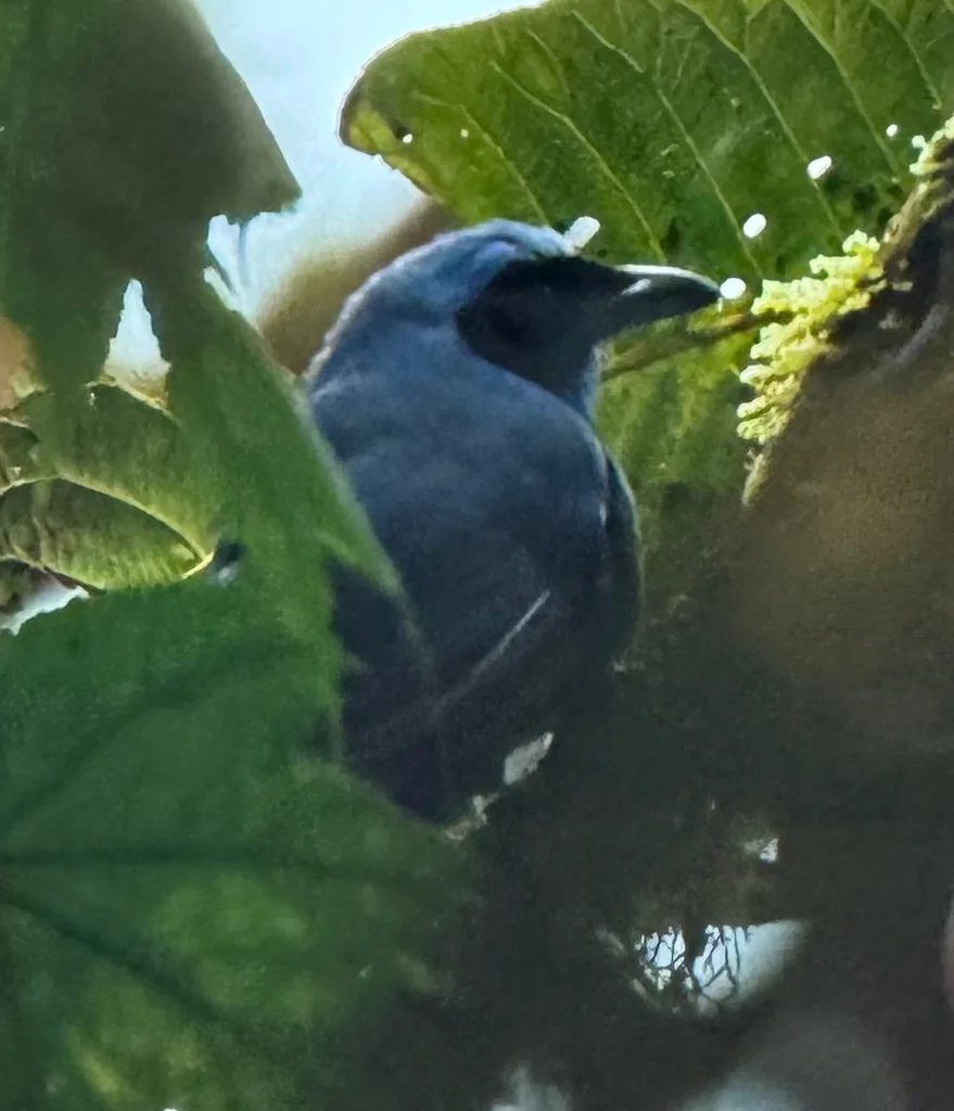 青绿蓝头鹊(Cyanolyca turcosa)