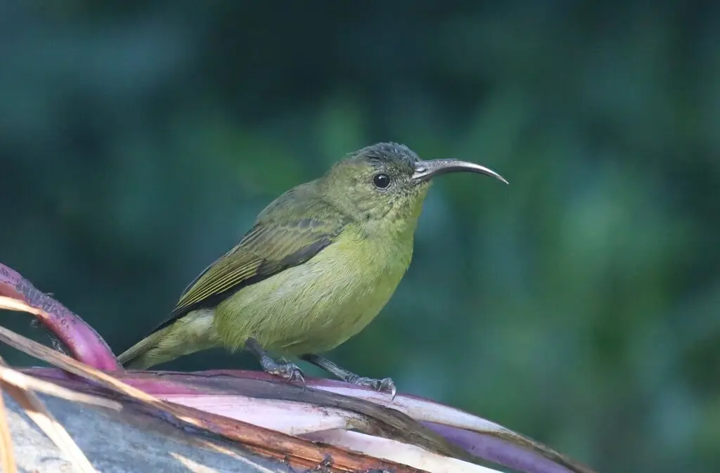 绿花蜜鸟(Cyanomitra olivacea)