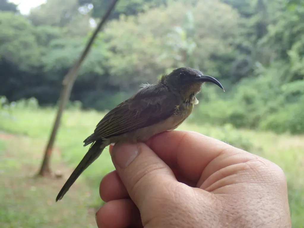 绿花蜜鸟(Cyanomitra olivacea)