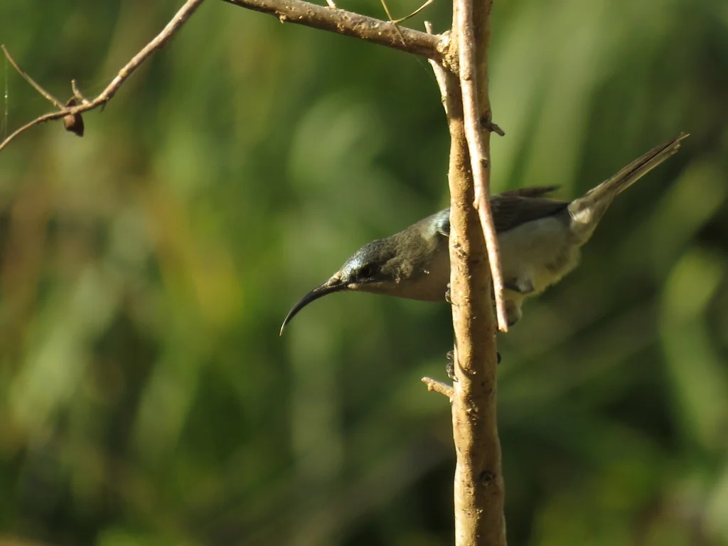 灰褐花蜜鸟(Cyanomitra veroxii)